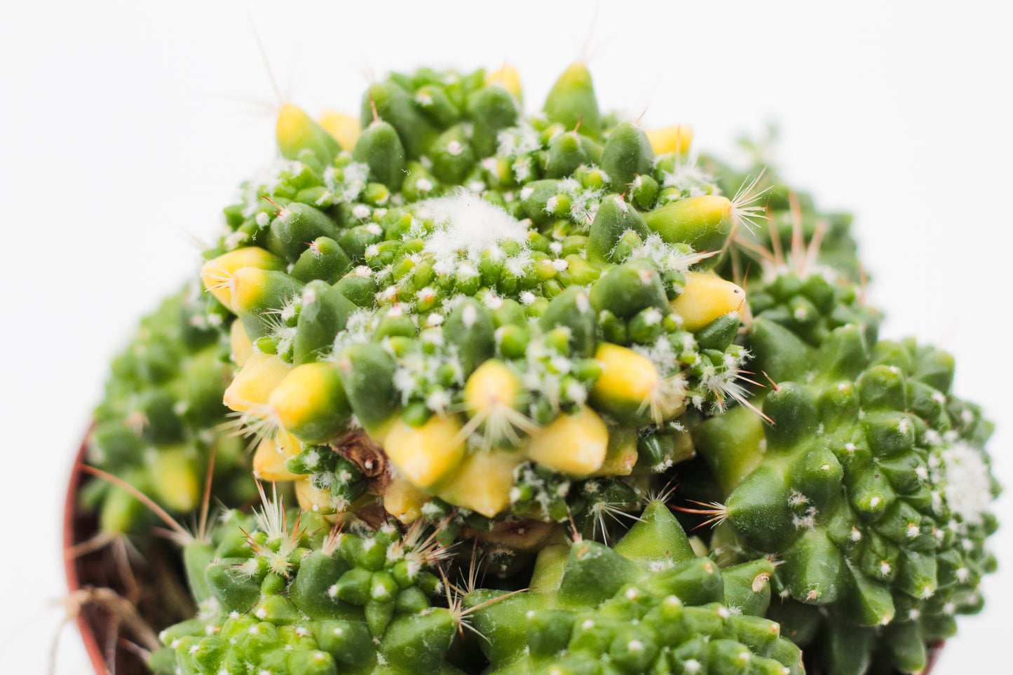 Mammillaria Bucareliensis cv Erusamu Variegata