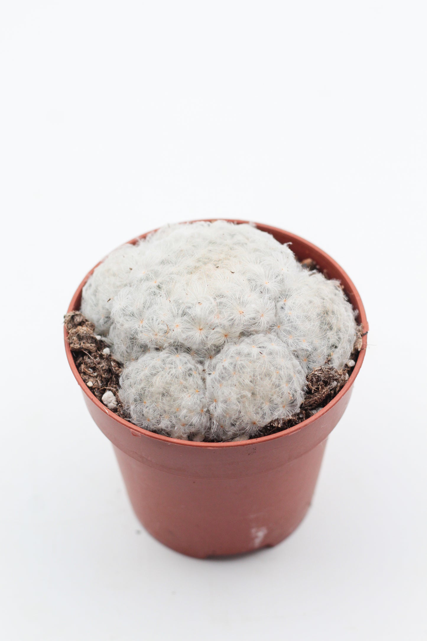 Mammillaria Plumosa