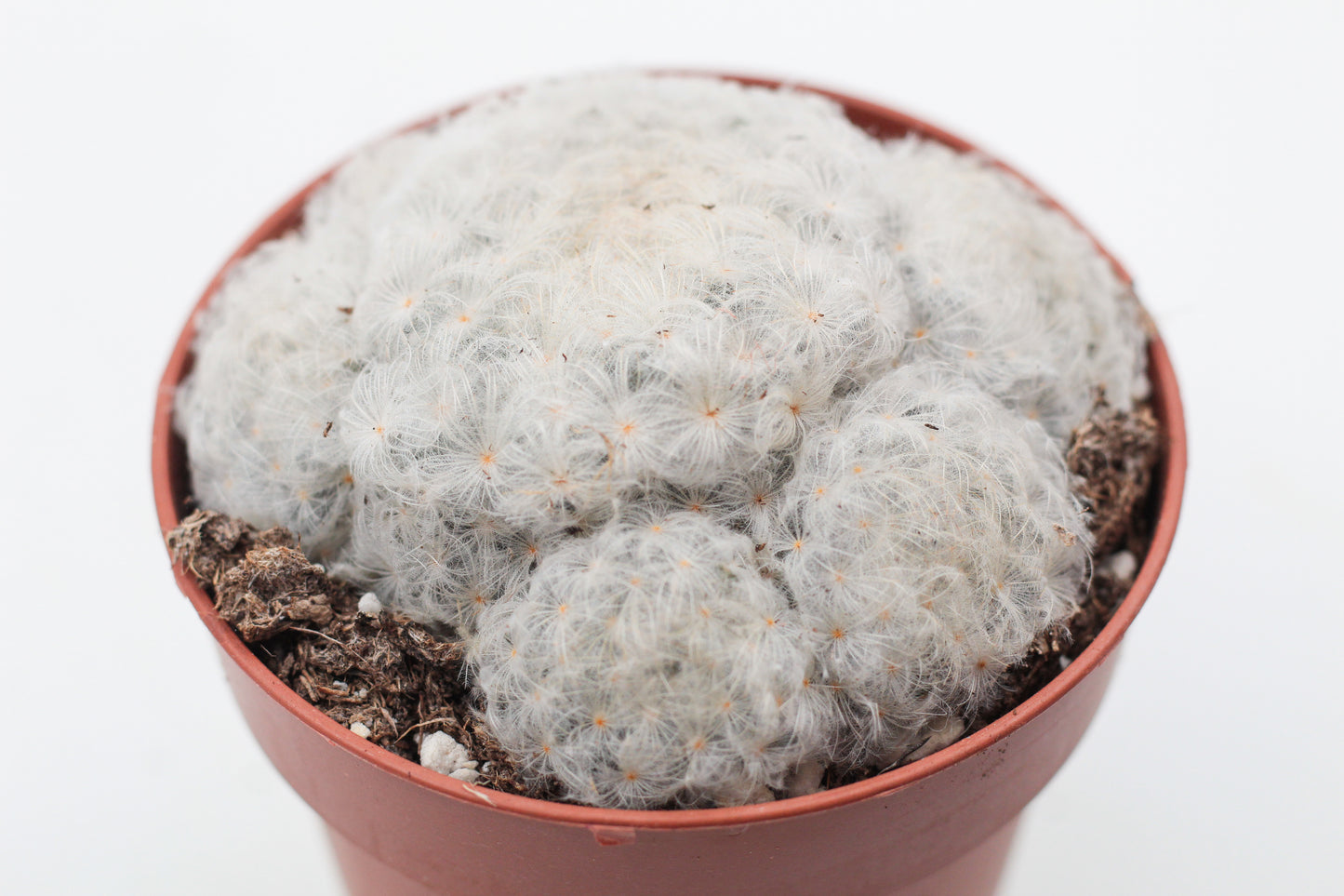 Mammillaria Plumosa