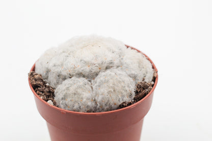 Mammillaria Plumosa