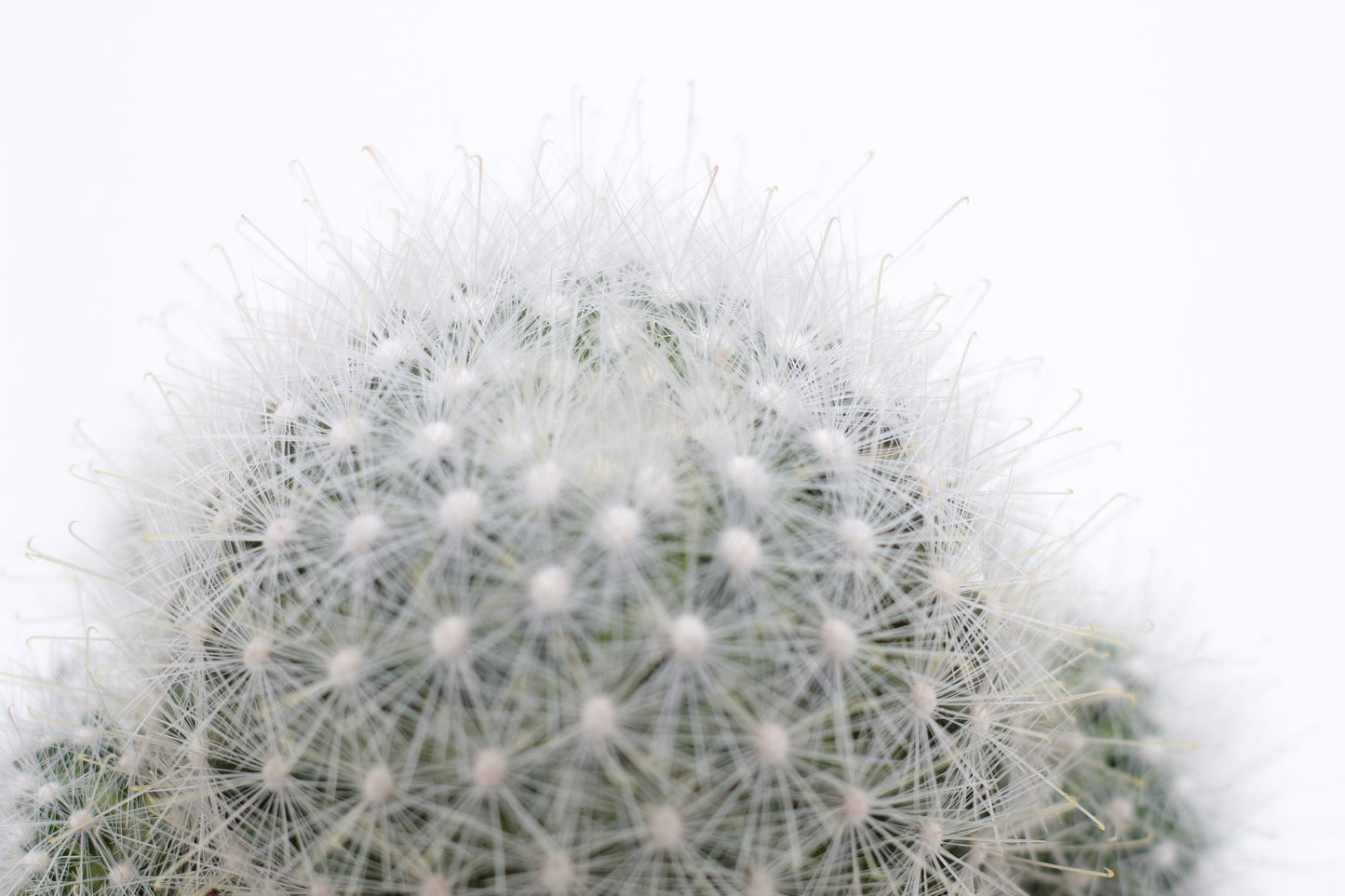 Mammillaria senilis