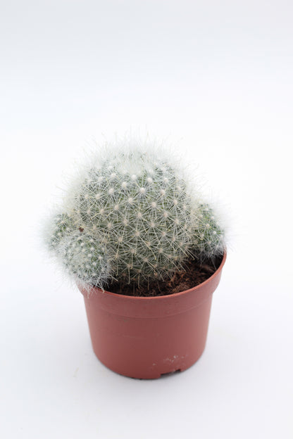 Mammillaria senilis