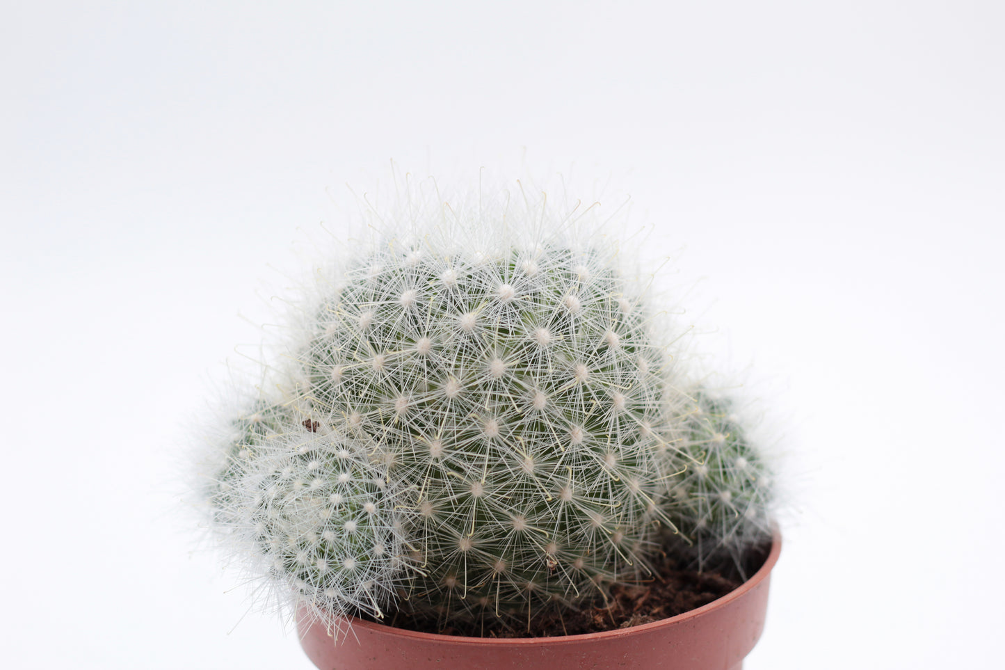 Mammillaria senilis