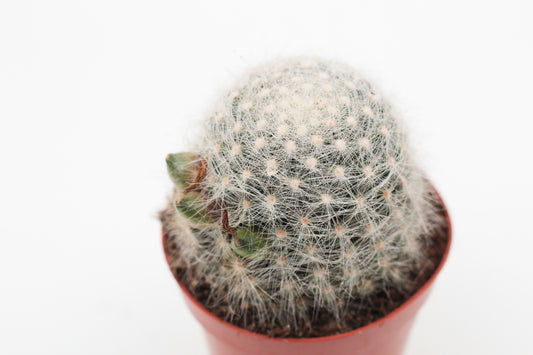 Mammillaria baumii