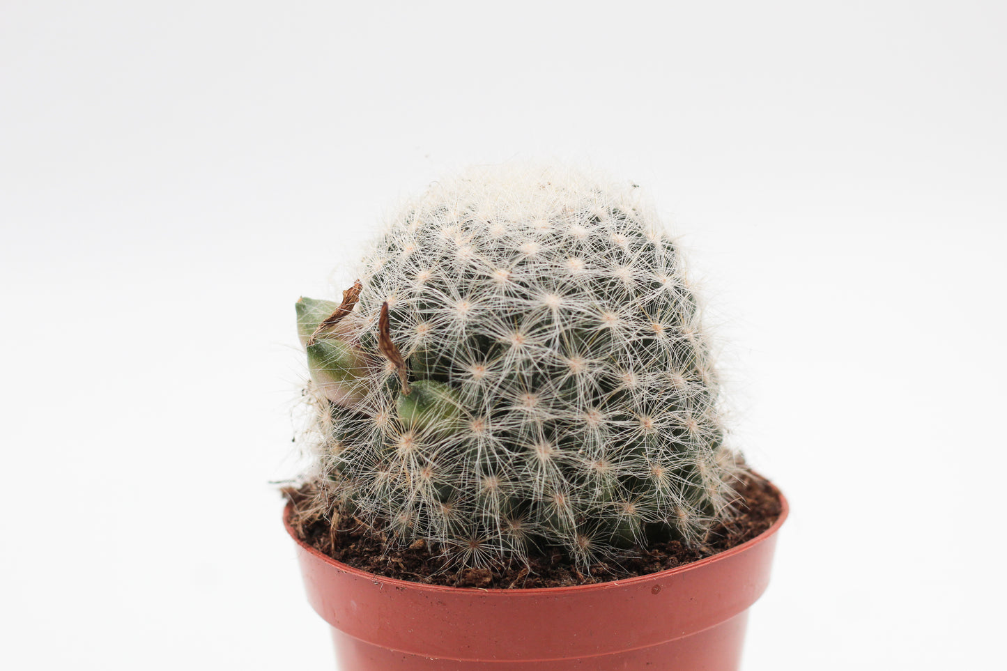 Mammillaria baumii