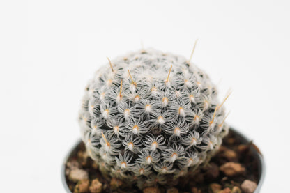 Mammillaria crinita subs. duwei