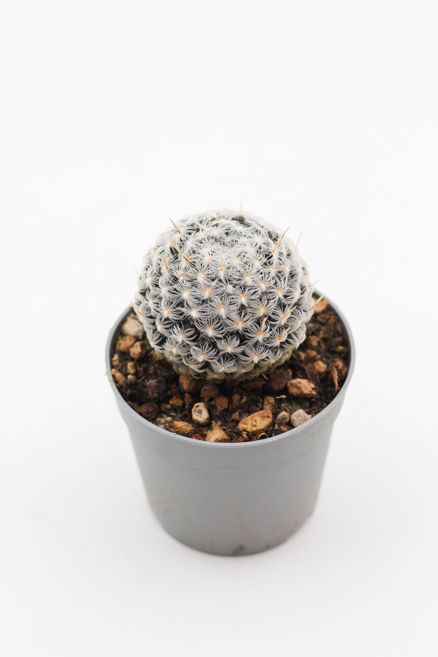 Mammillaria crinita subs. duwei