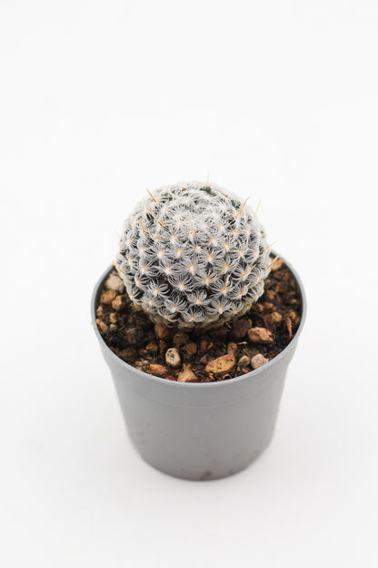 Mammillaria crinita subs. duwei