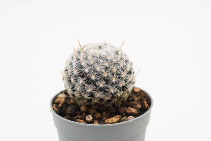 Mammillaria crinita subs. duwei