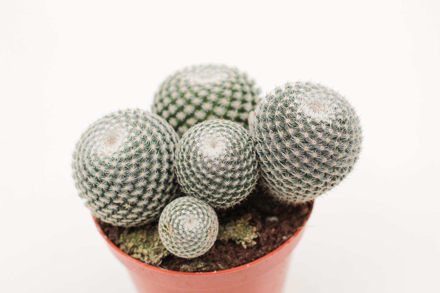 Mammillaria microthele var. superfina