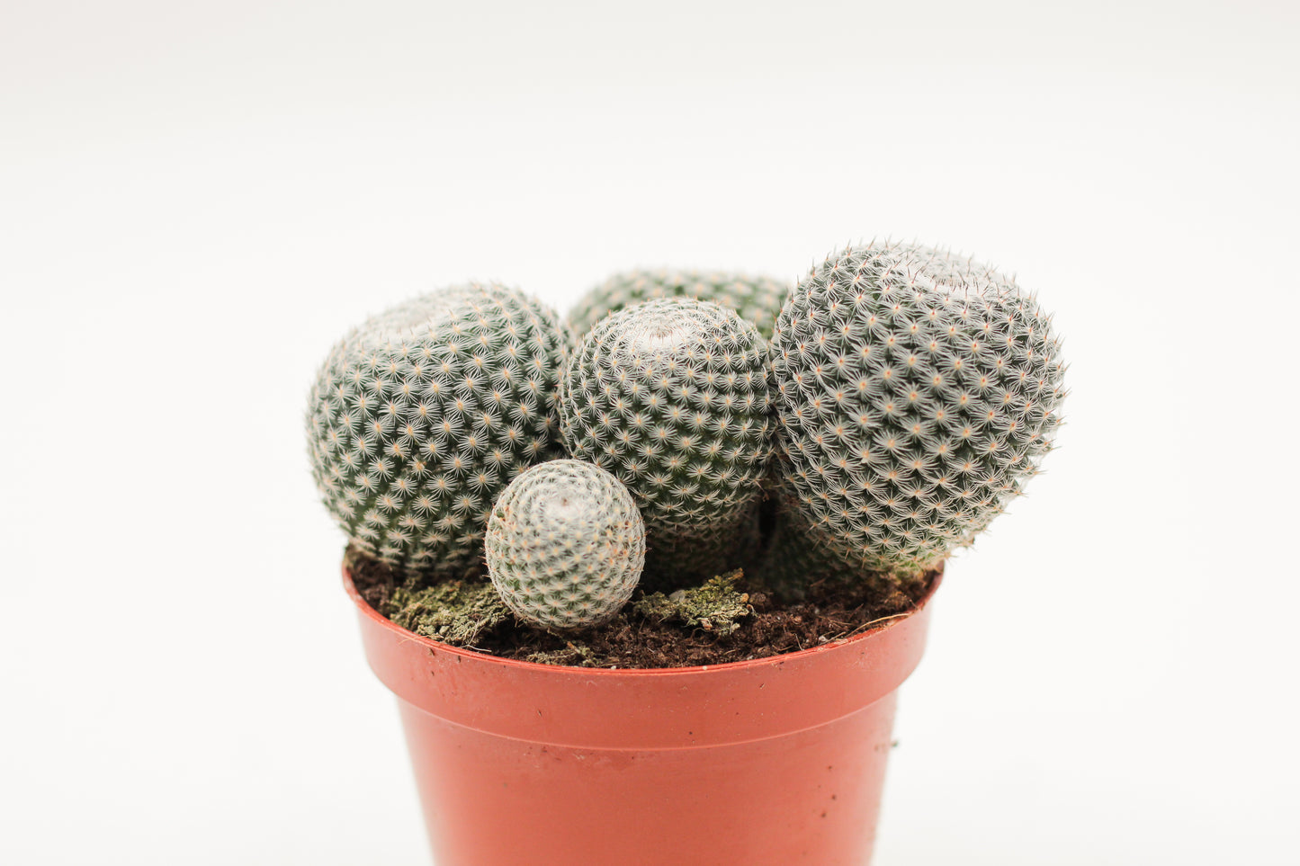 Mammillaria microthele var. superfina