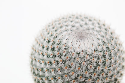 Mammillaria pseudoperbella