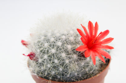 Mammillaria senilis