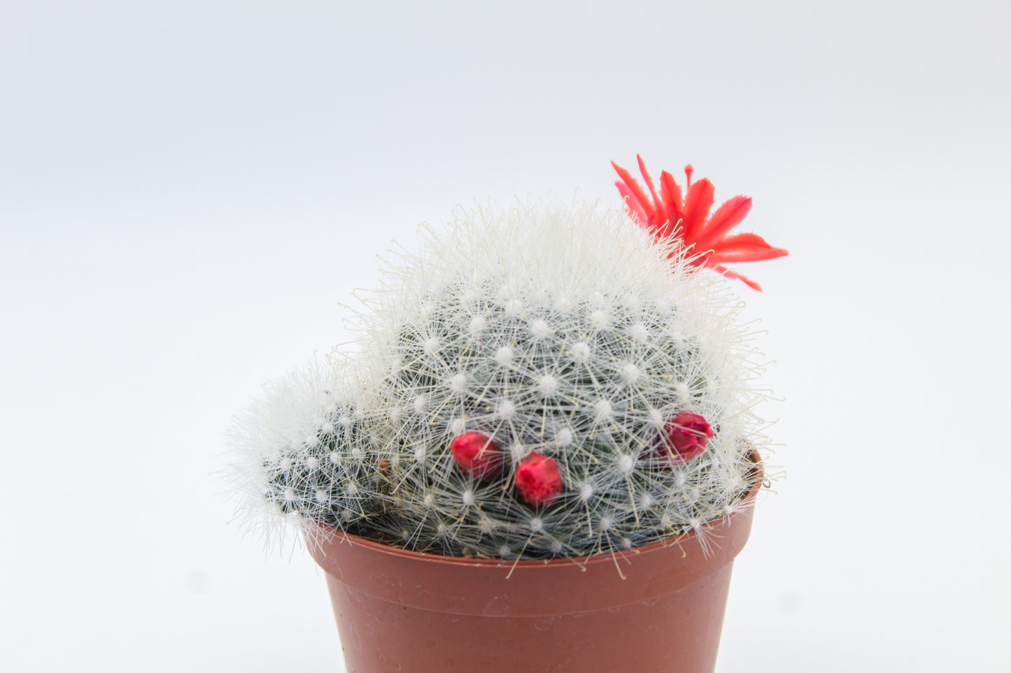 Mammillaria senilis