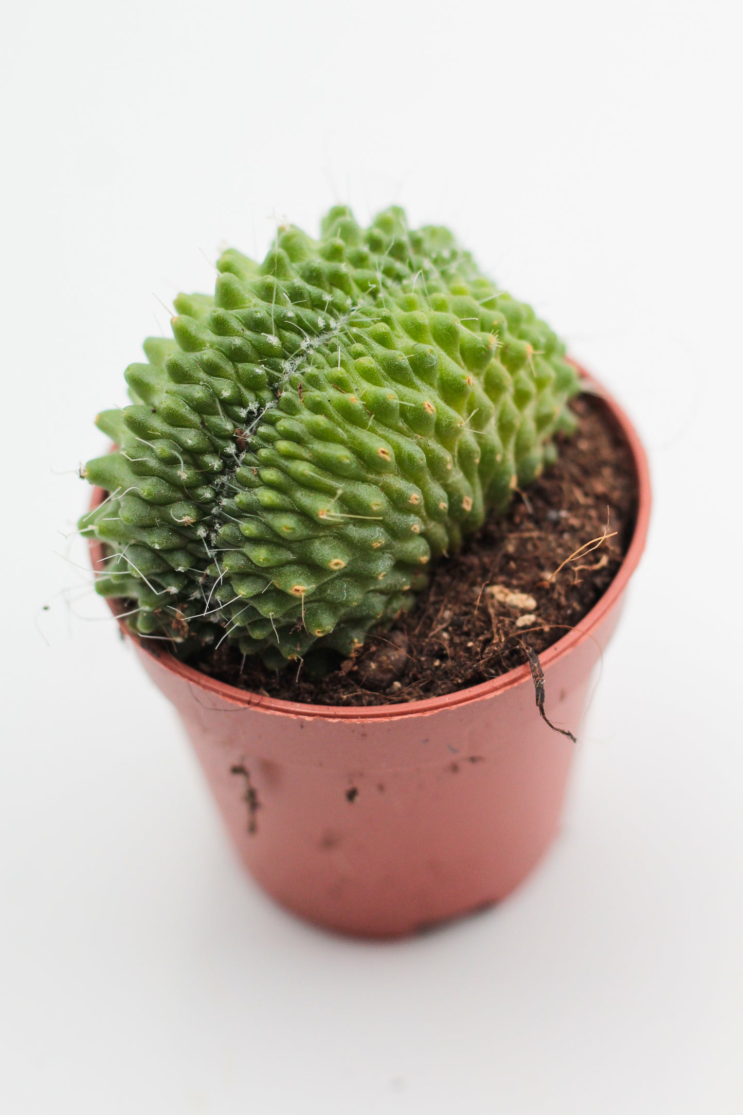 Mammillaria spinosissima cv. Un Pico cristaat "budget prikker"