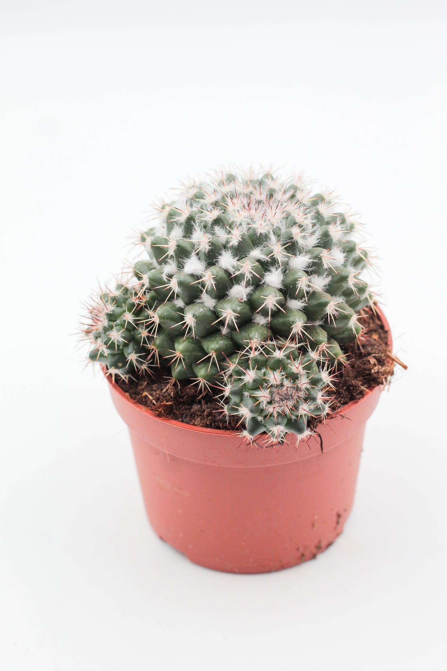 Mammillaria voburnensis