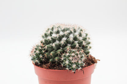 Mammillaria voburnensis