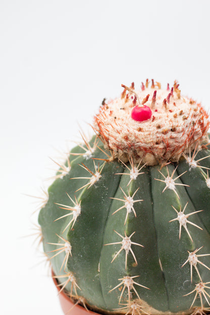 Melocactus curvispinus