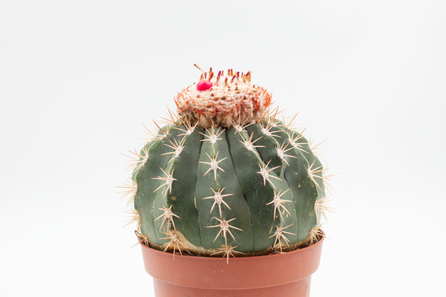 Melocactus curvispinus