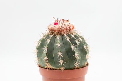 Melocactus curvispinus