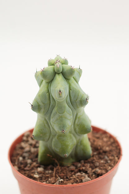 Myrtillocactus geometrizans fukurokuryuzinboku