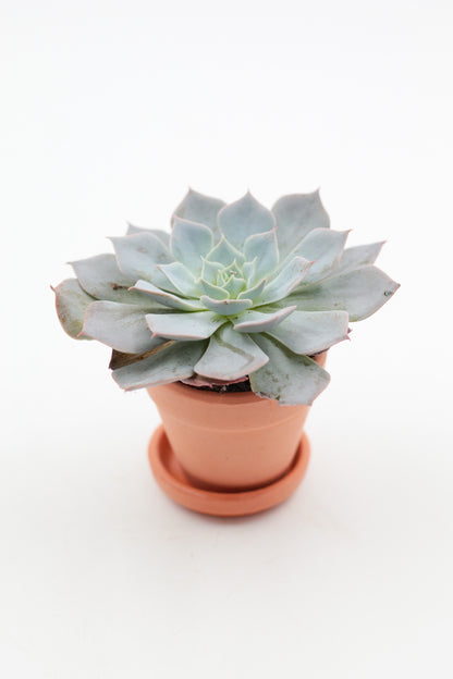 Ø5,5 baby terracotta pot met schotel