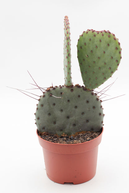 Opuntia Azurea