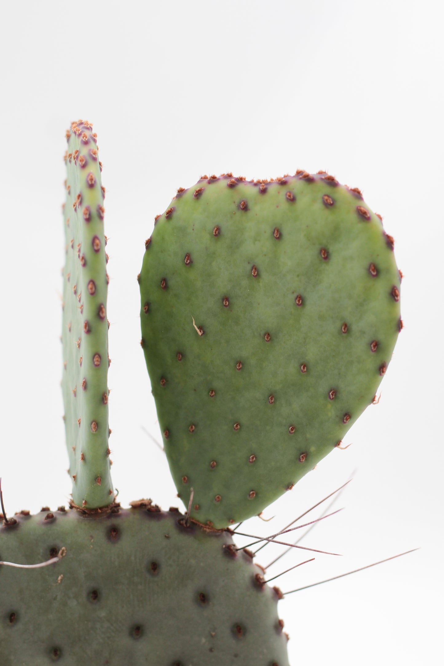 Opuntia Azurea