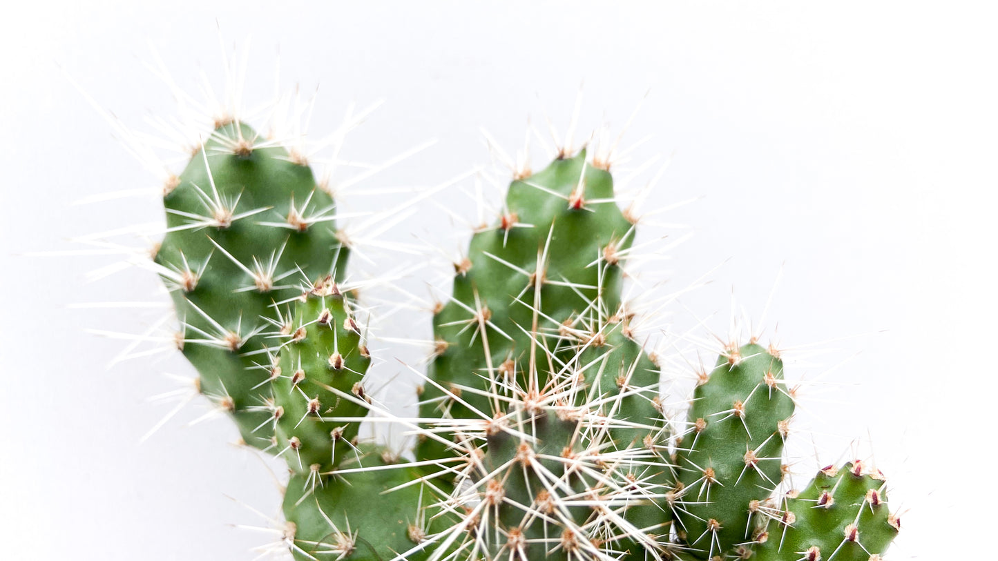 Opuntia Fragilis cv. Freising