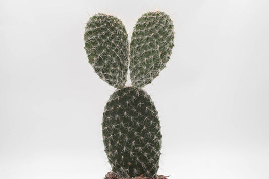 Opuntia Leucotricha leaf cactus