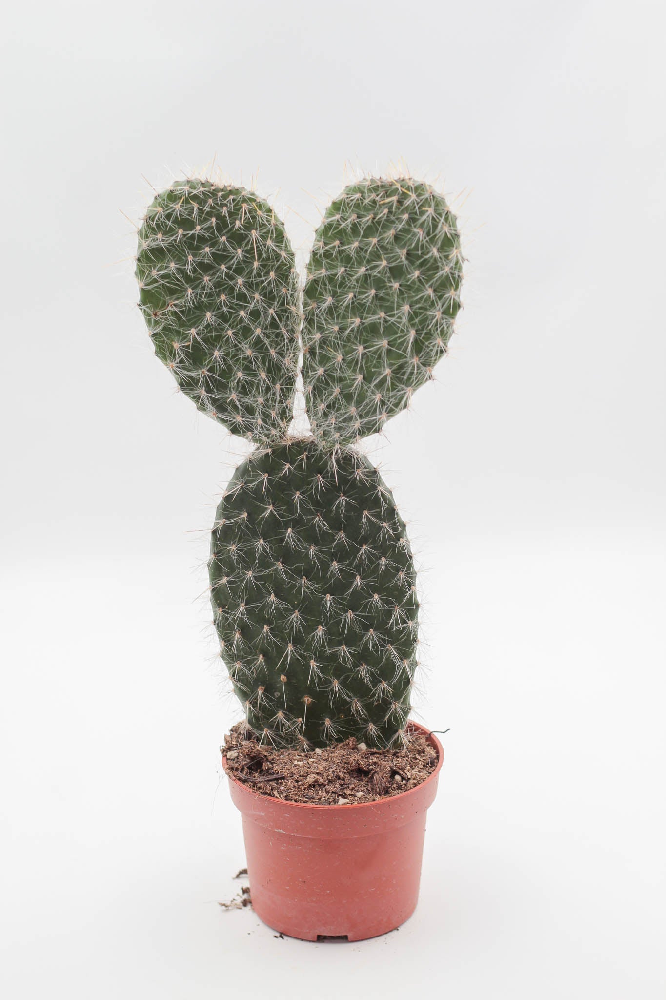 Opuntia Leucotricha leaf cactus