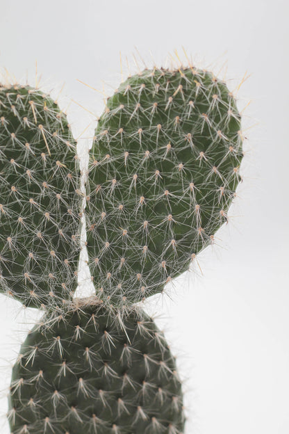 Opuntia Leucotricha leaf cactus