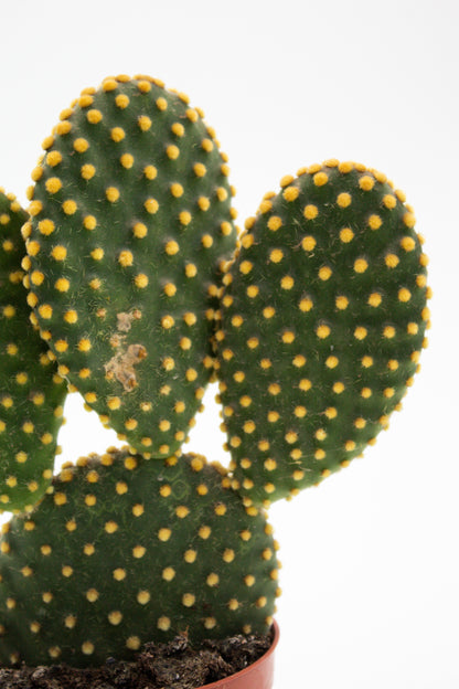 Opuntia Microdasys Pallida (yellow)