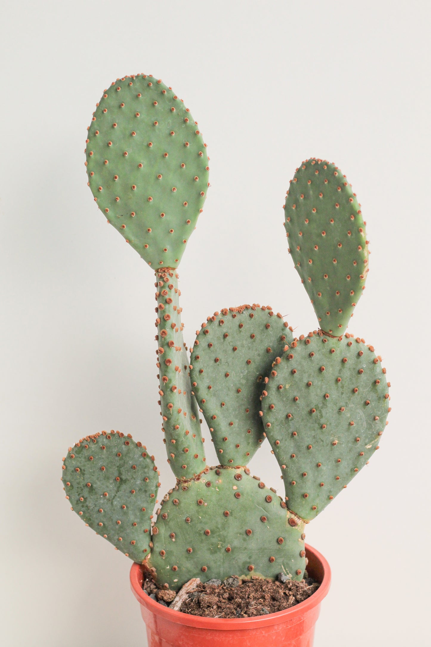 Opuntia Santa rita