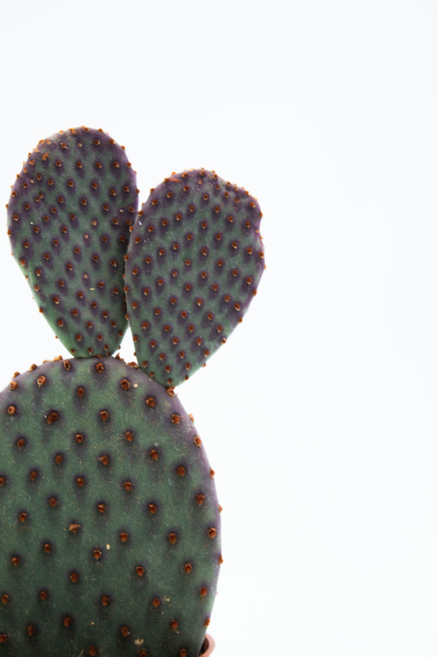 Opuntia Basilaris