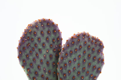 Opuntia Basilaris