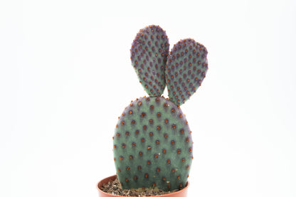 Opuntia Basilaris