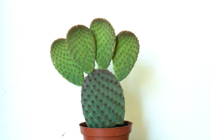 Opuntia Basilaris