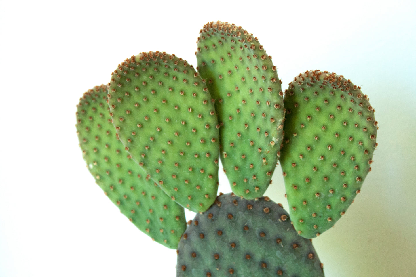 Opuntia Basilaris