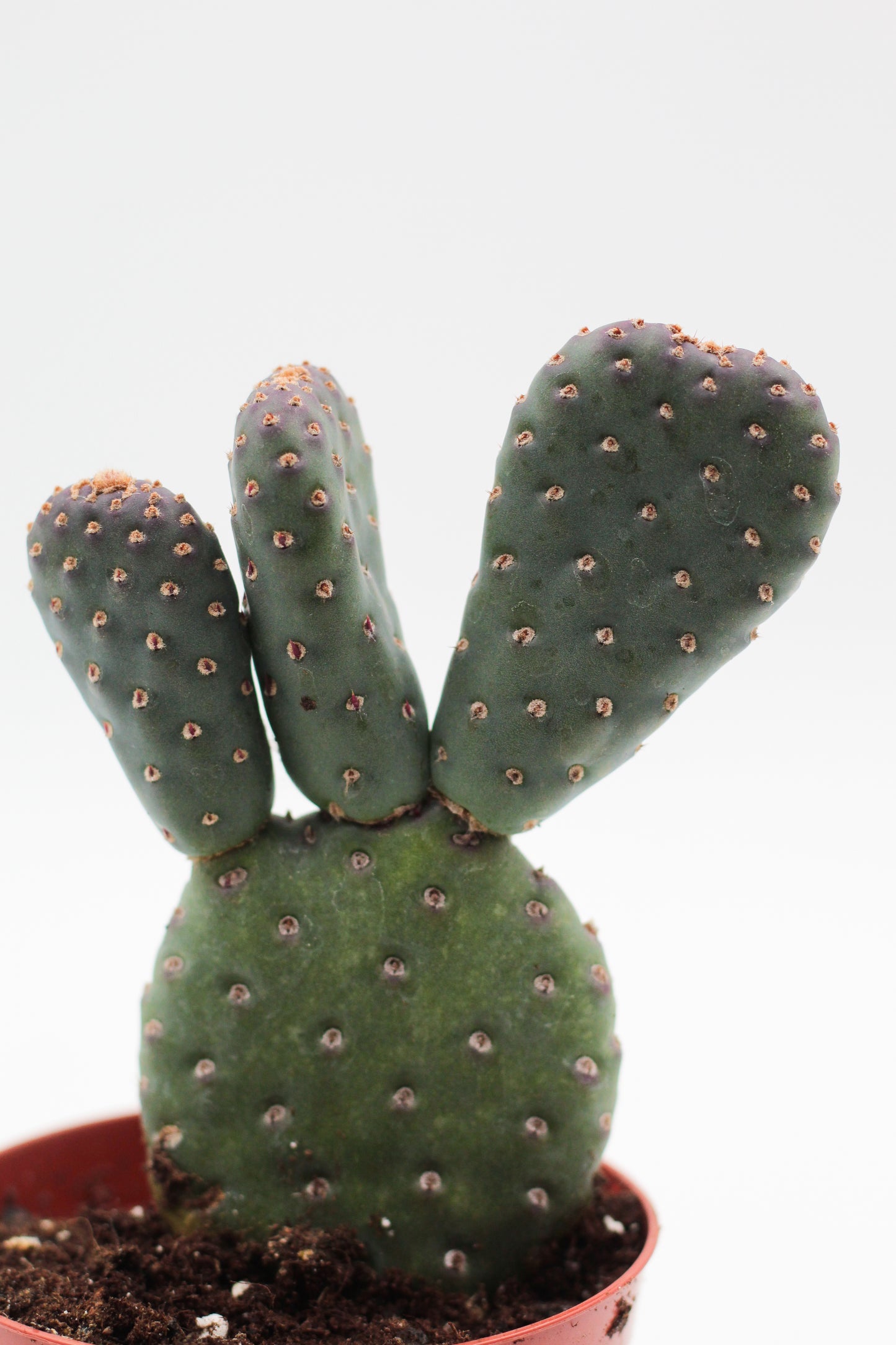 Opuntia basilaris var. caudata