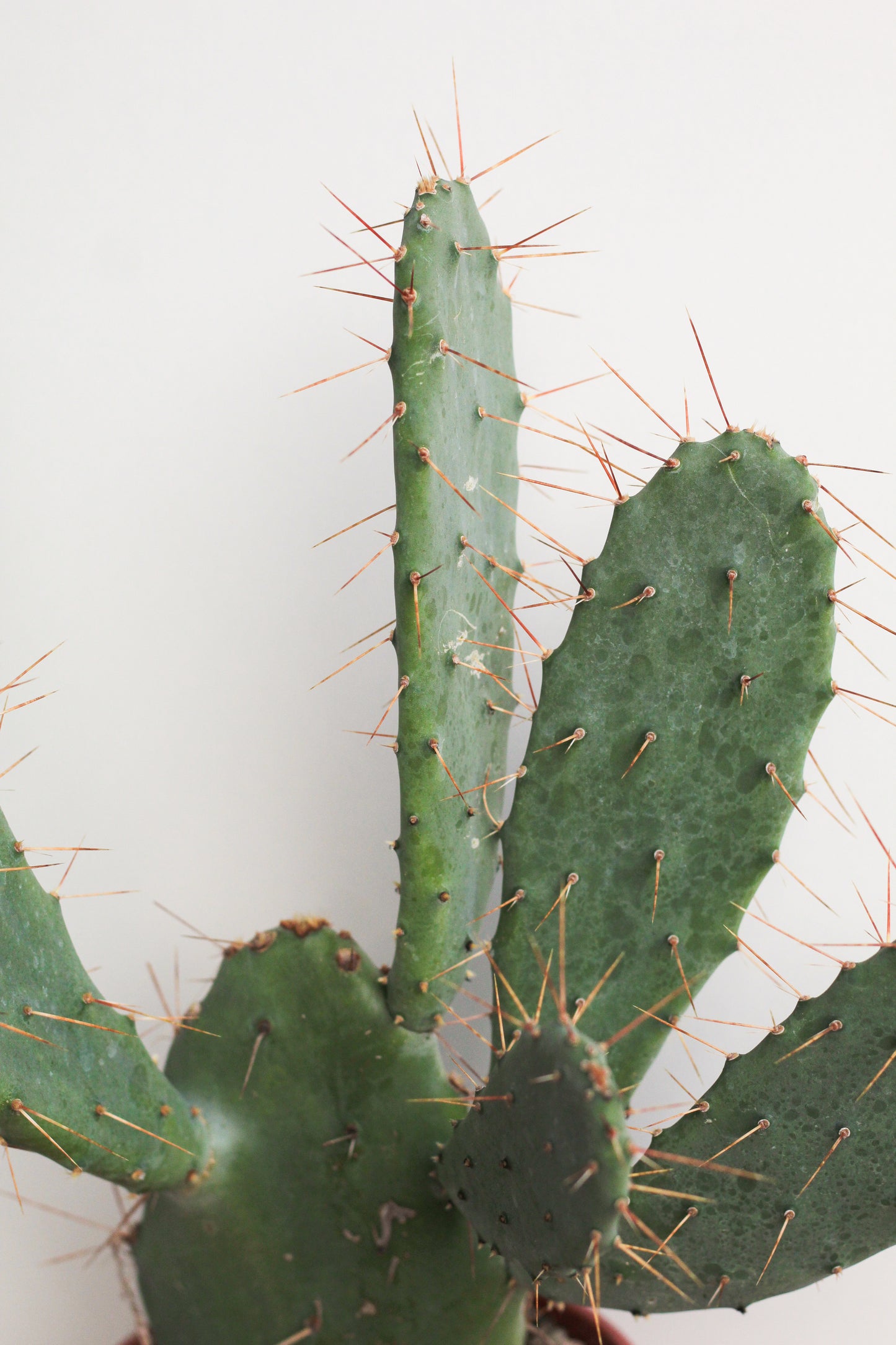 Opuntia dillenii