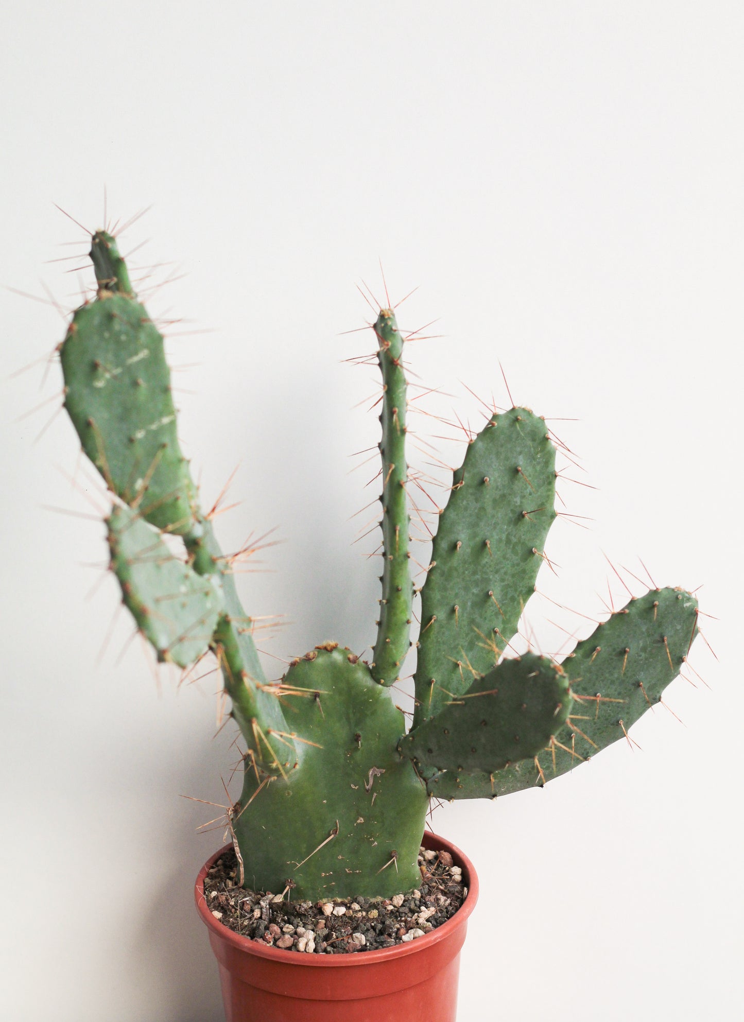 Opuntia dillenii