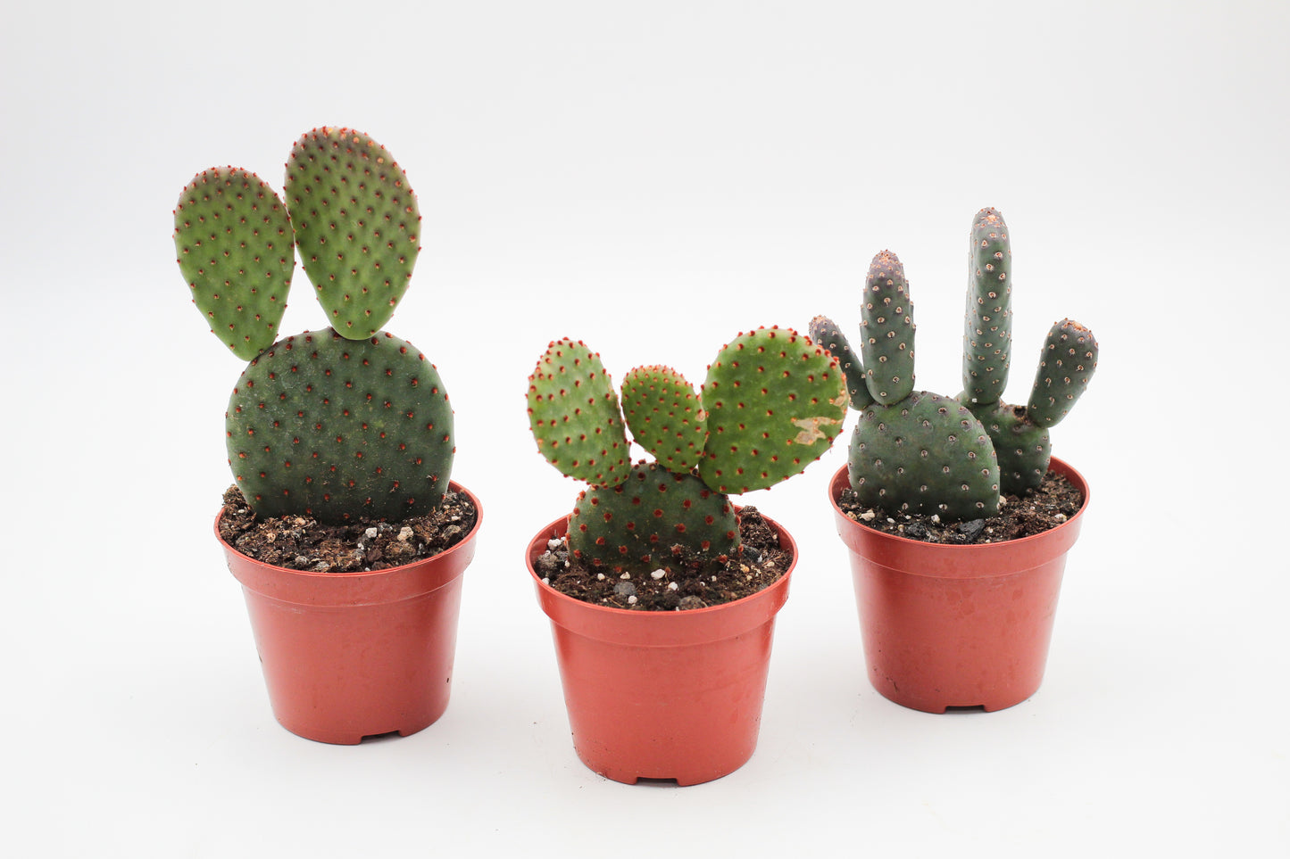 Opuntia mix medium 3 stuks