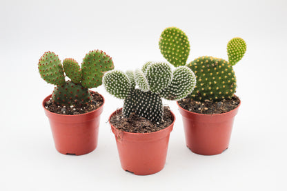 Opuntia mix medium 3 stuks