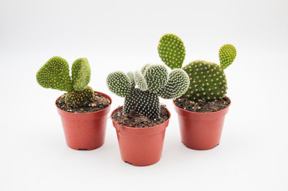 Opuntia mix medium 3 stuks