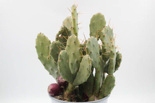 Opuntia Vulgaris