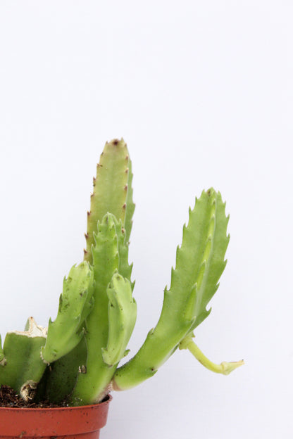 Orbea Gigantea (Stapelia)