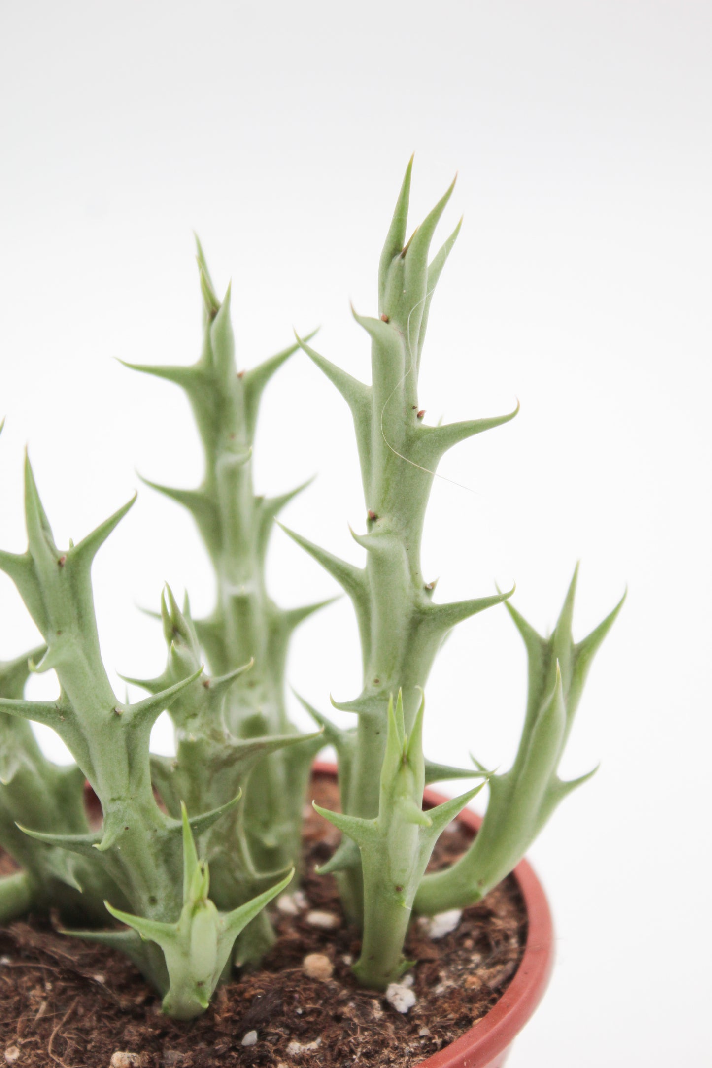 Orbea dummeri (Stapelia)