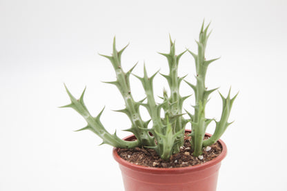 Orbea dummeri (Stapelia)