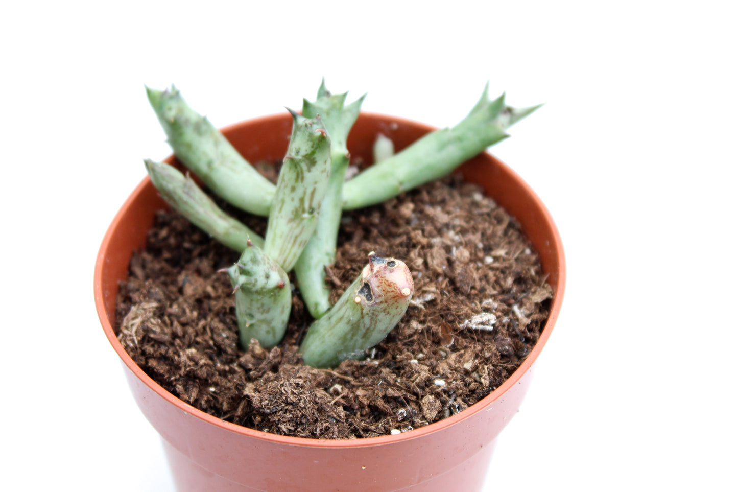 Orbea Schweinfurthii (Stapelia)